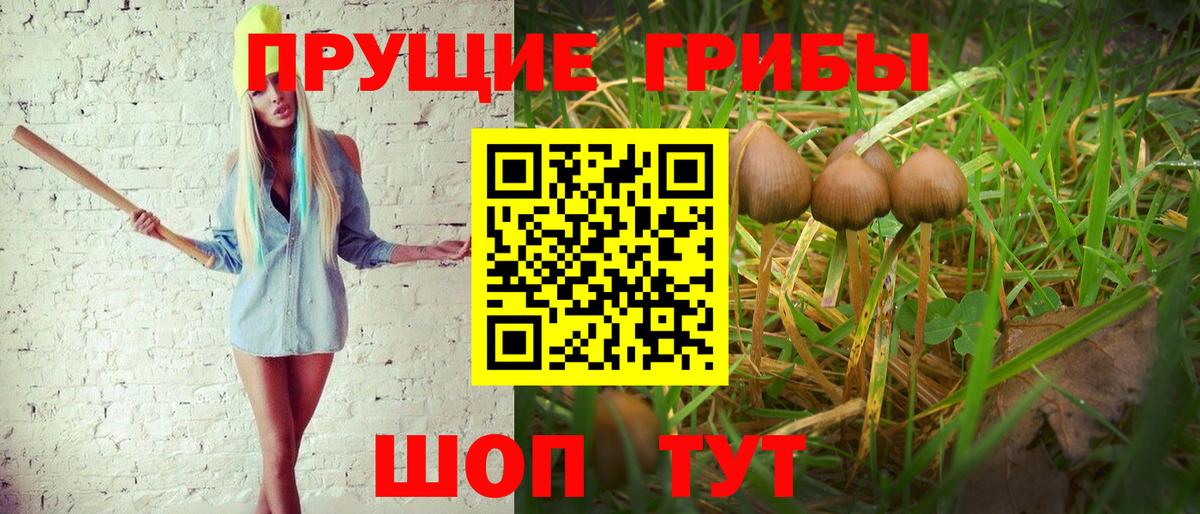 Галлюциногенные грибы Psilocybine cubensis Кирово-Чепецк